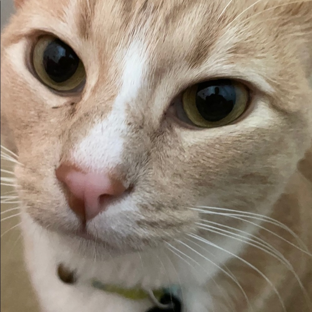 Meet your Posher, Maxwell